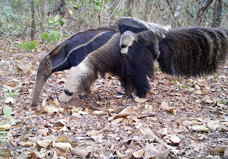  Programa de monitoramento de mamíferos identifica mais de 60 espécies no Estado de SP