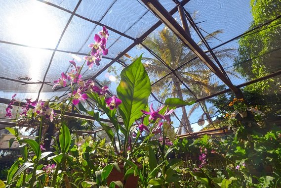  Festival da Tradição terá Feira de Orquídeas com venda de mais de 500 espécies