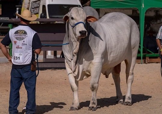  Barretos recebe exposição oficial do Ranking Nacional Nelore