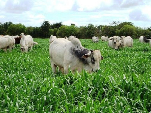  Setor agropecuário realizará leilão para ajudar na luta contra pandemia