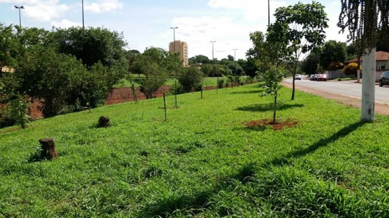  Plantio de árvores é realizado em ação para recuperação da área verde no Córrego do Aleixo