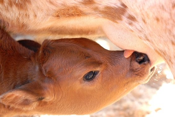 “Plano mais leite, mais renda” na região será lançado dia 7 de junho