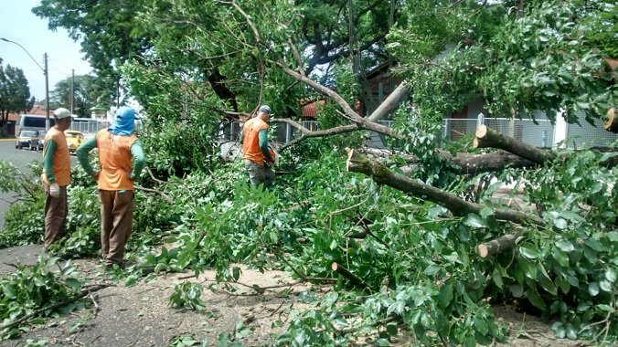  Prefeitura atende mais de 20 ocorrências de queda de árvore após temporal