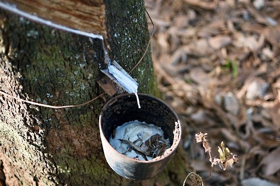  Importação da borracha desafia produtores da região