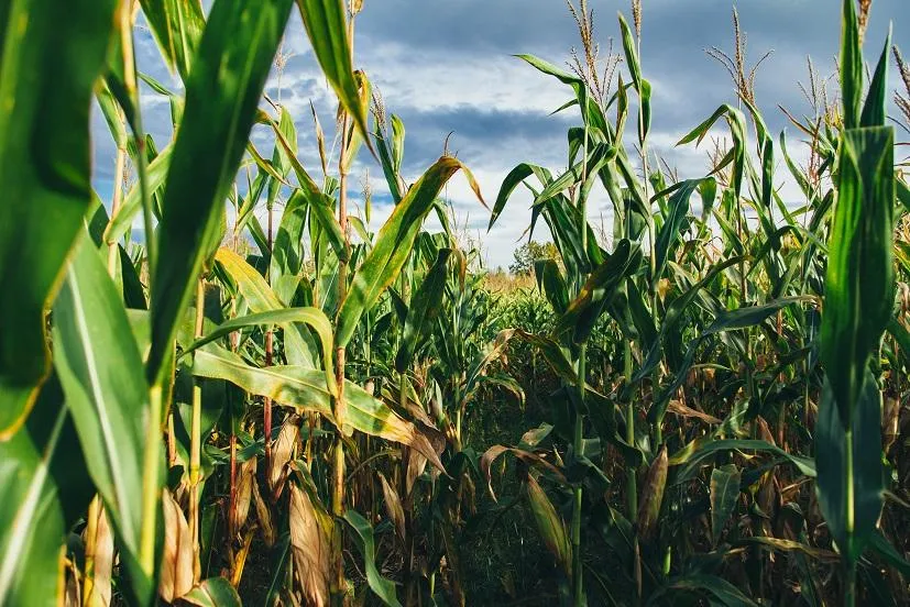  Milho safrinha pode perder o zoneamento climático