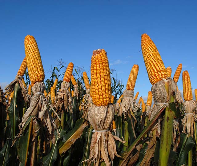  Preço do milho cai 37,13% comparado ao mesmo período em 2022
