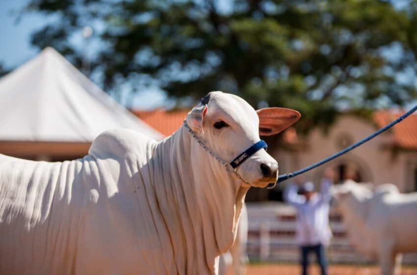  Criadores de gado e búfalos de São Paulo têm até 30 de novembro para vacinar rebanho contra aftosa