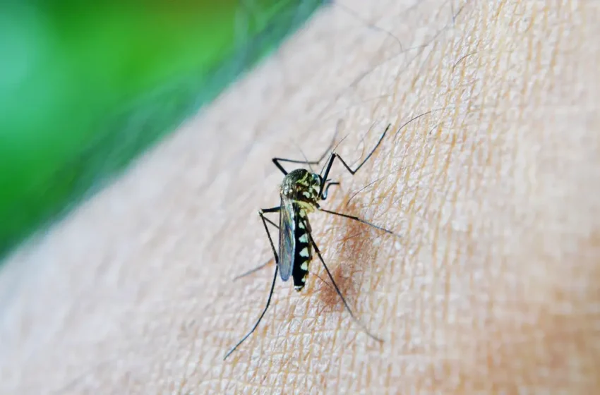  Dengue em alta: Automedicação aumenta riscos de hemorragia