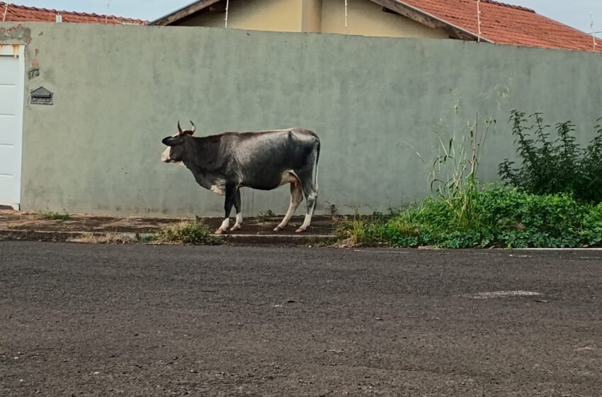  Moradores do Bairro Comerciários reclamam de abandono: mato alto, animais soltos e obras mal executadas