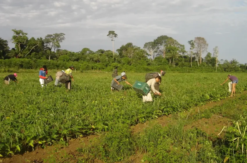  Agricultura familiar representa 23% da produção agropecuária e ganha impulso com crédito rural