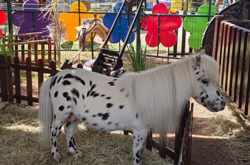  Búfalo Albino e diversidade de animais encantam visitantes na Fazendinha do Tio Claudinho em Barretos