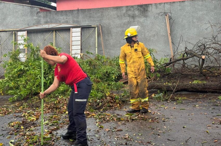  Chuva intensa provoca quedas de árvores, alagamento e desabamento parcial de imóvel em Barretos