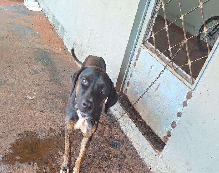  Polícia Civil prende homem por maus-tratos a animal na zona rural de Guaíra