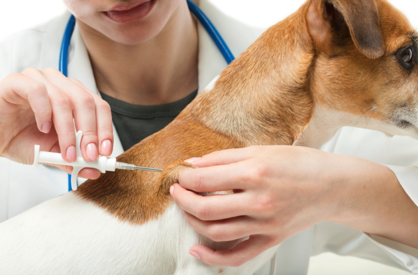  Multas por falta de microchipagem são atualizadas, mas serviço ainda não está disponível em Barretos