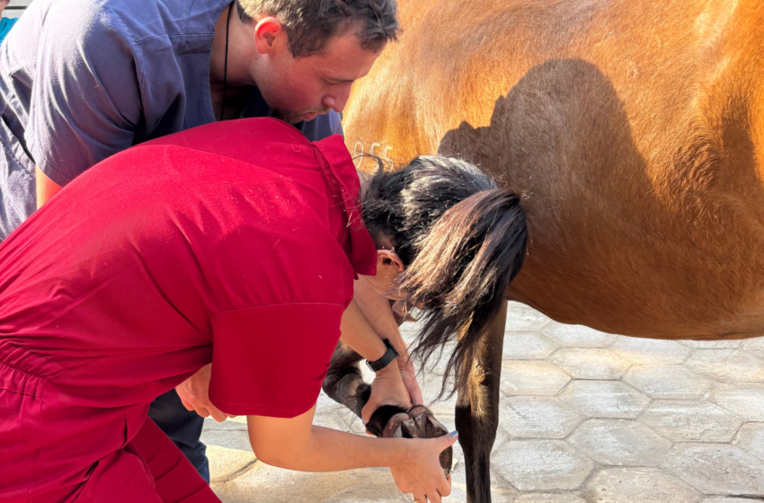  Clínica de Grandes Animais do UNIFEB amplia atendimento à região e reforça formação prática