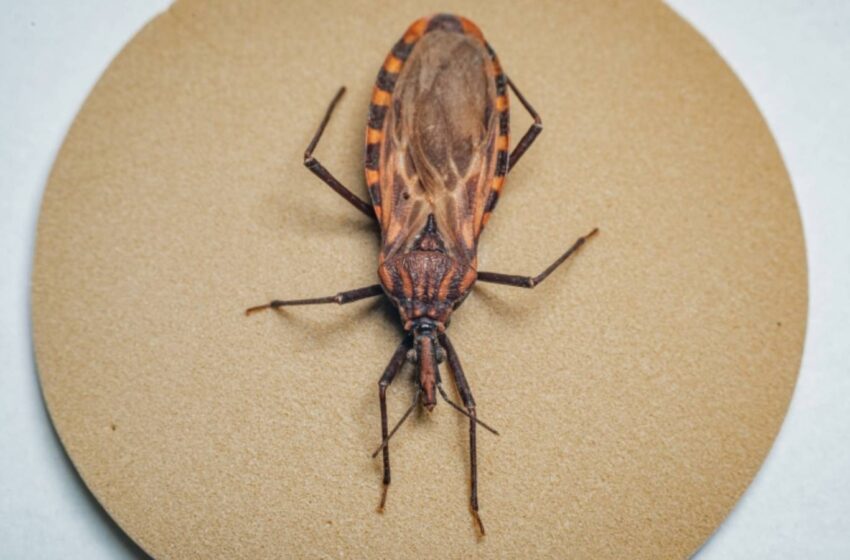  Governo federal destina R$ 11,7 milhões para combate à Doença de Chagas; municípios de SP estão entre os contemplados